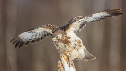 Common Buzzard in early spring at a wet forest