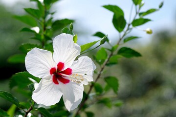 太陽の光に照らされるハイビスカスの花  © Thoughts