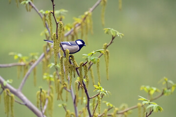 花穂が垂れているシナサワグルミの枝にとまったシジュウカラ