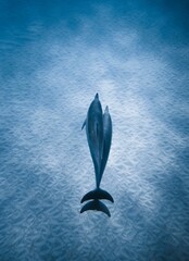 Top view of a dolphin swimming in the blue sea - perfect wallpaper © Dannytoroart/Wirestock Creators