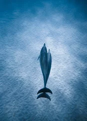 Badkamer foto achterwand Top view of a dolphin swimming in the blue sea - perfect wallpaper © Dannytoroart/Wirestock Creators