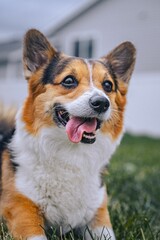 Vertical closeup shot of a happy Pembroke Welsh Corgi with its tongue hanging out in the yard