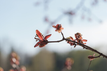 acer platanoides blossom in spring closeup