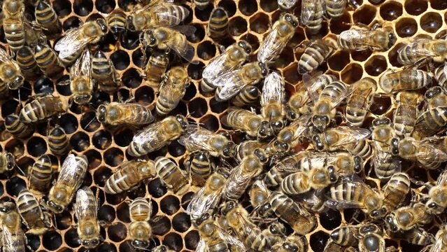 Queen Bee moves on honeycombs.  She is still unfertilized and therefore not surrounded by worker bees.
