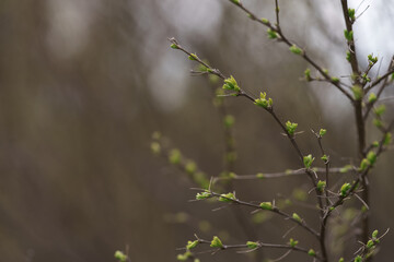 First leaves on a branch in spring close up