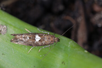 Detailed closeup on the small Leek moth, Acrolepiopsis assectella sitting on leaves, onion chives.