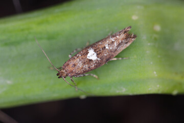Detailed closeup on the small Leek moth, Acrolepiopsis assectella sitting on leaves, onion chives.
