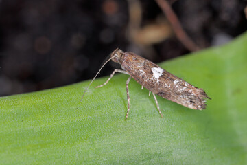 Detailed closeup on the small Leek moth, Acrolepiopsis assectella sitting on leaves, onion chives.