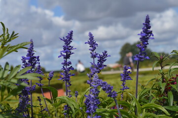 Pils Rundale royal palace in Latvia