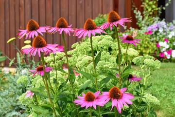 Fototapeta na wymiar Echinacea purpurea flower in the summer garden