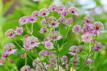 Obraz premium The great masterwort in the summer garden - Astrantia major