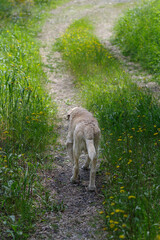 Senior Labrador Retriever on footpath