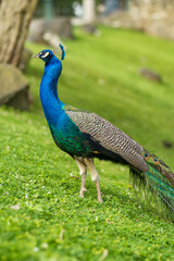 Obraz premium Beautiful peacock male bird close-up portrait