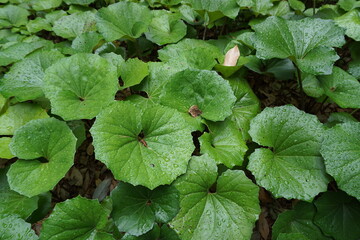 green leaves in the forest