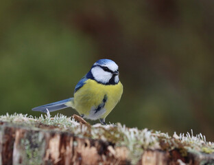 blue tit