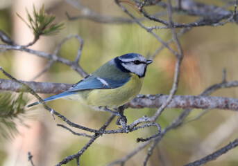 Obraz premium blue tit