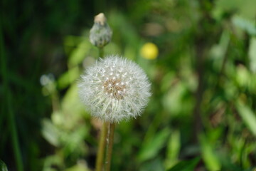 タンポポ