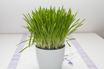 The sprouted grain in the pot is green. Easter grass.