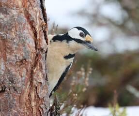 Great spotted woodpecker