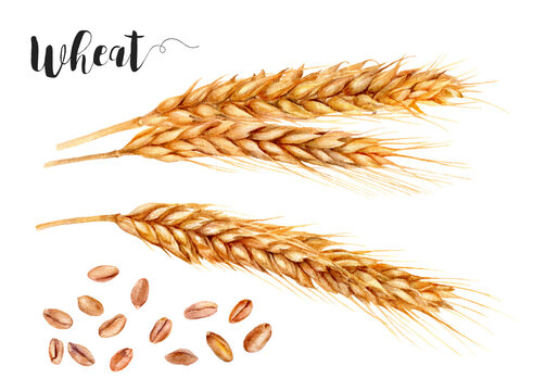 Watercolor painting of wheat isolated on white background, closeup, botanical illustration.