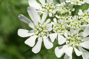 オルラヤの白い花　グランディフローラ