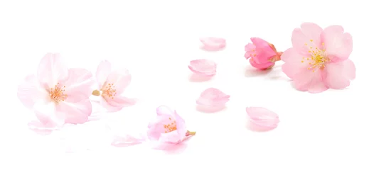 Tuinposter 桜 花びら ピンク 白 春 背景 セット © Naoki Kim