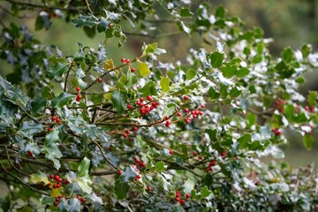 Fototapeta premium Ripe, red berries on bush