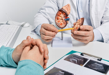 Urology and treatment of kidney disease. Doctor analyzing of patient kidney health using kidney...