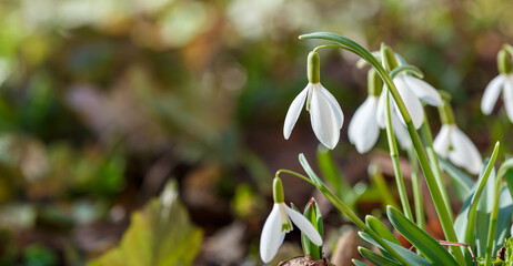 Obraz premium Snowdrop or common snowdrop (Galanthus nivalis) flowers.Snowdrops after the snow has melted. In the garden in spring snowdrops bloom