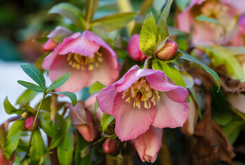 Beautiful Lenten rose, or christmas rose, or lentin rose, or hellebore (Helleborus x hybridus) in spring garden