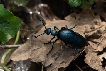 Meloe violaceus - Violet oil beetle - Méloé violet