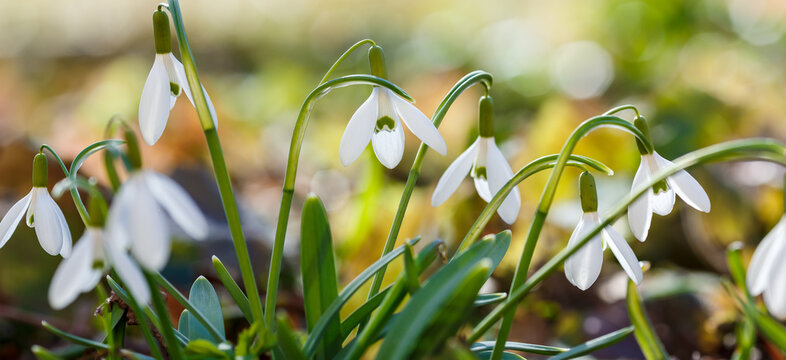 Snowdrop or common snowdrop (Galanthus nivalis) flowers. Spring background. Natural spring wallpaper