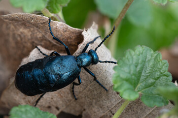 Meloe violaceus - Violet oil beetle - Méloé violet