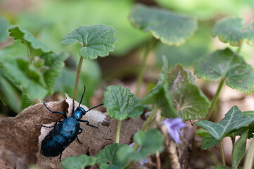 Meloe violaceus - Violet oil beetle - Méloé violet