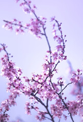 Obraz na płótnie Canvas Beautiful spring border, bright blooming cherry tree on a blue soft sky. 
