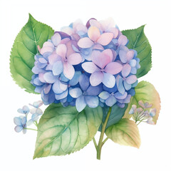 Watercolor floral drawing of hydrangea flower on the white background - close up
