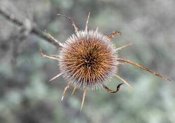 Closeup of a yellow teasel on the blurred background