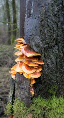 Tiered troop of Velvet Shank mushrooms growing on the side of an Alder tree