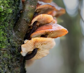 Tiered troop of Velvet Shank mushrooms growing on the side of an Alder tree