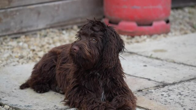 Closeup footage of a cute brown cockapoo puppy lying on the ground outdoors
