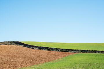 Countryside landscape with a lone tree in the middle of a field