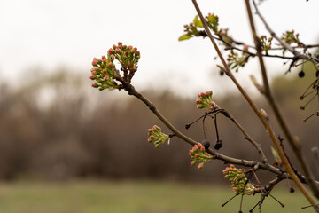 blossom in spring