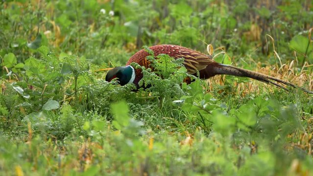 Peacock pheasant foraging in long green grass