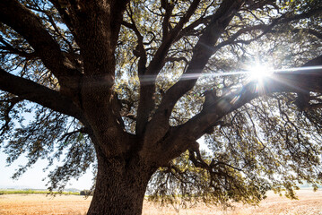 Huge old oak tree on a spring day with bright sun