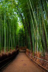 Arashiyama Bamboo Grove, Kyoto, Japan