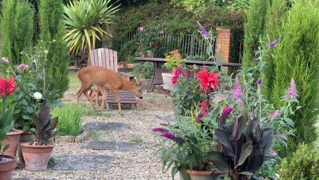 Closeup of a wild roe deer buck (Capreolus capreolus) in a domestic garden