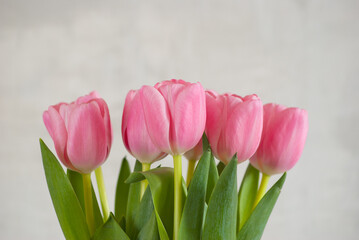 pink tulips close-up on a gray background
