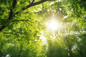 Fototapeta premium Sun-kissed Canopy: A view of lush green treetops with sun rays piercing through the leaves