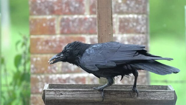 Closeup of a drenched crow (Corvus) feeds from a wooden bird feeder station