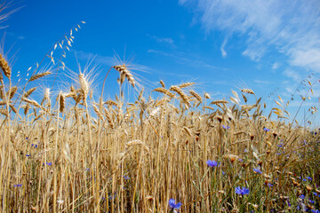 A closeup of wheat growing in a field. Gold colour ripe wheat field, with wild colorful flowers, and blue cloudly sky